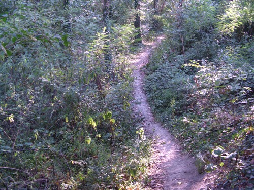 img-2017/mtb-trail--2017-08-09--magic-labyrinth-26-small