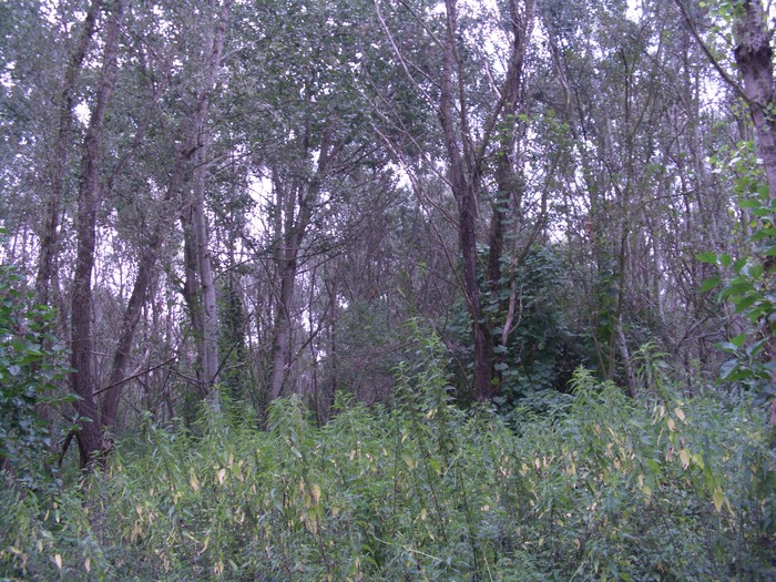 img/mtb-trail--2017-07-21--parco-al-po--1293--small