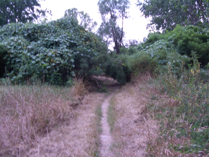 img/mtb-trail--2017-07-21--parco-al-po--1299--small