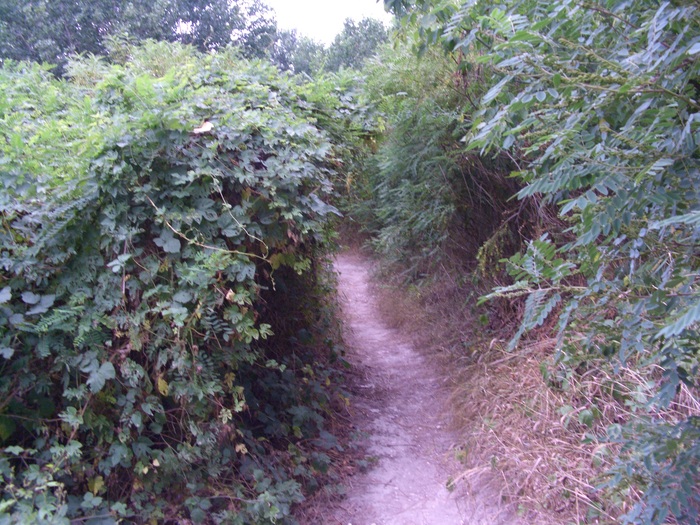 img/mtb-trail--2017-07-21--parco-al-po--1301--small