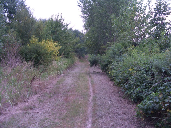 img/mtb-trail--2017-07-21--parco-al-po--1305--small