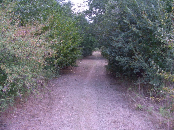img/mtb-trail--2017-07-21--parco-al-po--1307--small